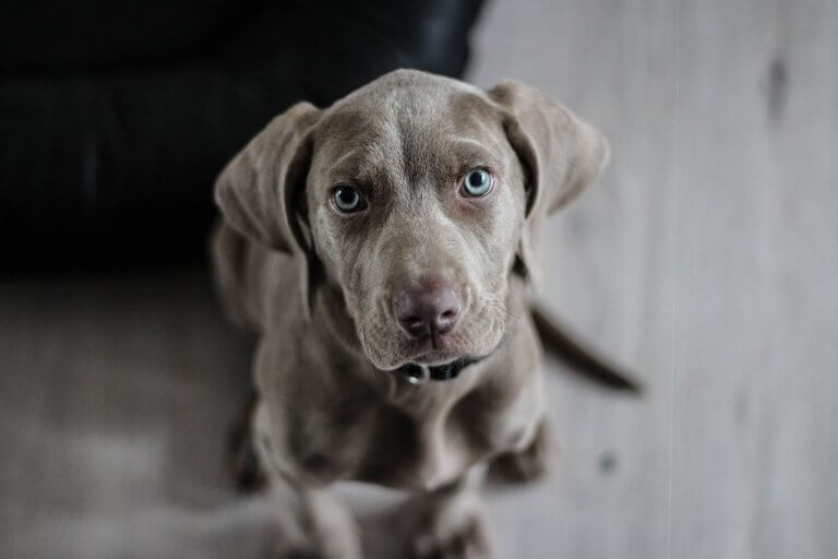 ‘Coco’, el nom més escollit per a gossos durant el 2022